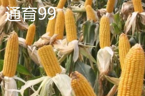有什么矮杆大棒的玉米,可选择成玉888、晋单63号等品种