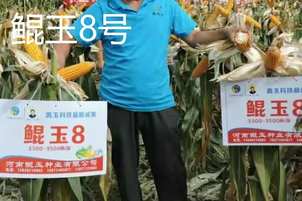 有什么矮杆大棒的玉米,可选择成玉888、晋单63号等品种