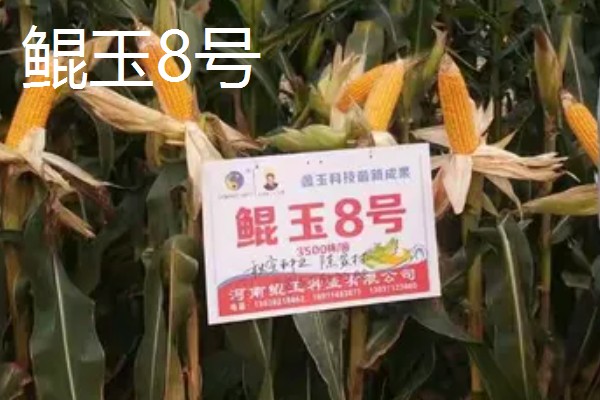 有什么矮杆大棒的玉米,可选择成玉888、晋单63号等品种