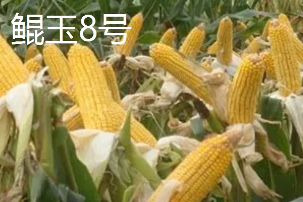 有什么矮杆大棒的玉米,可选择成玉888、晋单63号等品种
