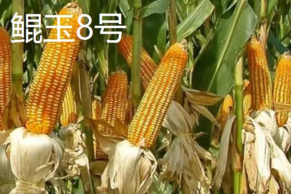 有什么矮杆大棒的玉米,可选择成玉888、晋单63号等品种