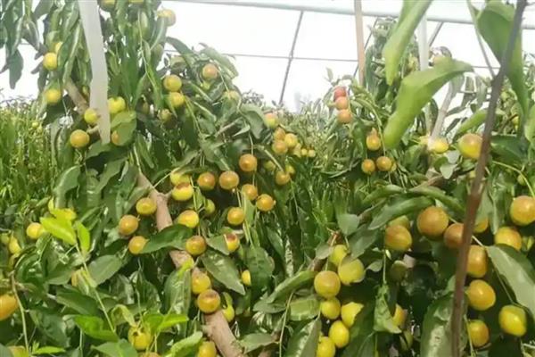 枣子有什么好品种,冬枣、长红枣等品种质量好