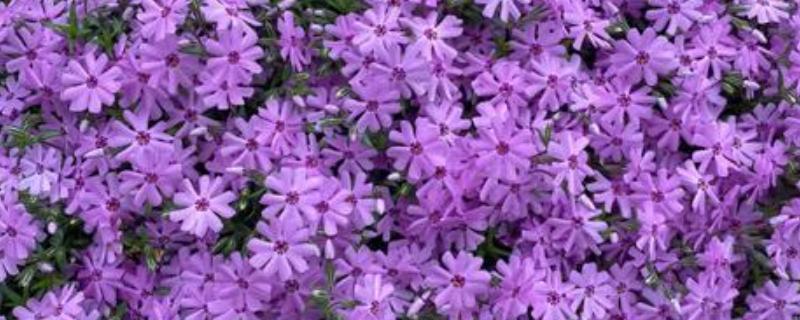芝樱花的存活时间，一般能存活10-15年