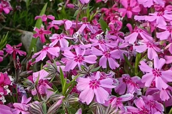 芝樱花的存活时间，一般能存活10-15年