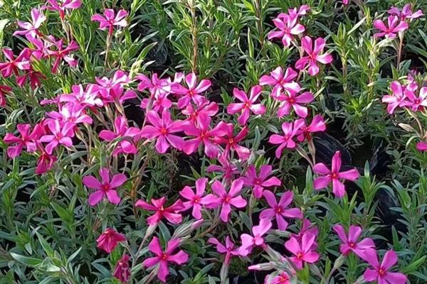 芝樱花的存活时间，一般能存活10-15年