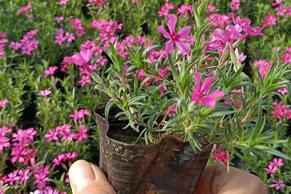 芝樱花的存活时间，一般能存活10-15年