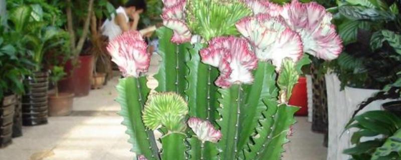 龙骨花怎么养殖，春秋季节每隔3-4天浇一次水