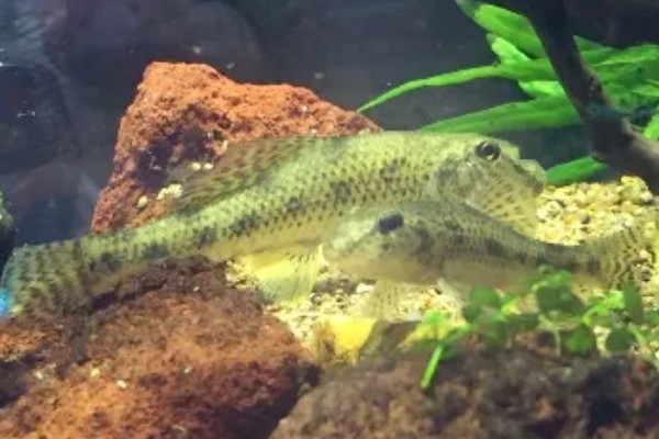 棒花鱼的简介,属于鲤科、棒花鱼属鱼类的统称