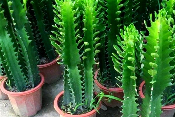 龙骨花怎么养殖，春秋季节每隔3-4天浇一次水