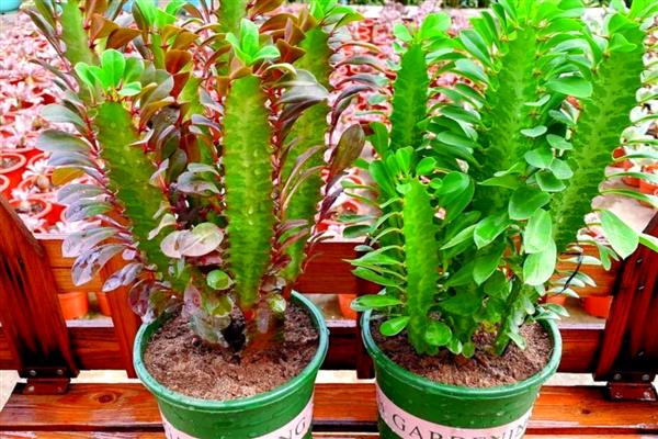 龙骨花怎么养殖，春秋季节每隔3-4天浇一次水