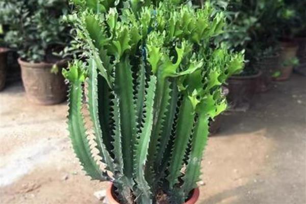 龙骨花怎么养殖，春秋季节每隔3-4天浇一次水