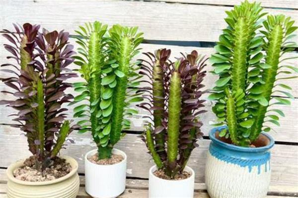 龙骨花怎么养殖，春秋季节每隔3-4天浇一次水