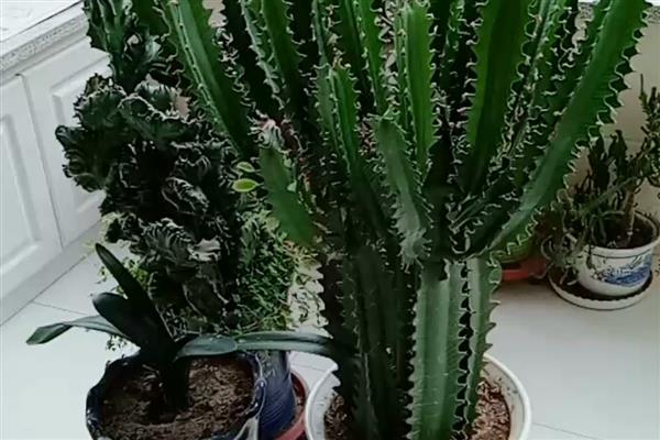龙骨花怎么养殖，春秋季节每隔3-4天浇一次水