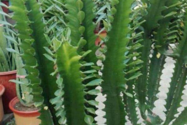 龙骨花怎么养殖，春秋季节每隔3-4天浇一次水
