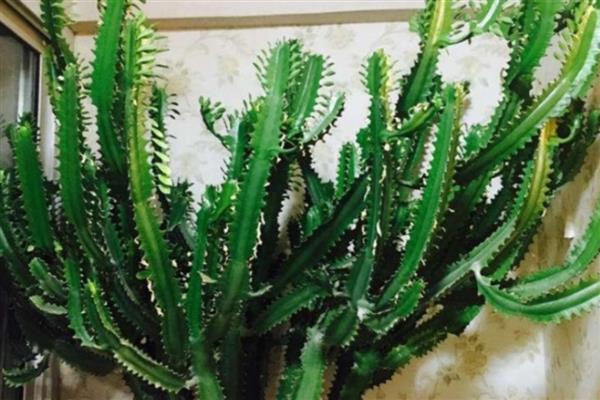 龙骨花怎么养殖，春秋季节每隔3-4天浇一次水