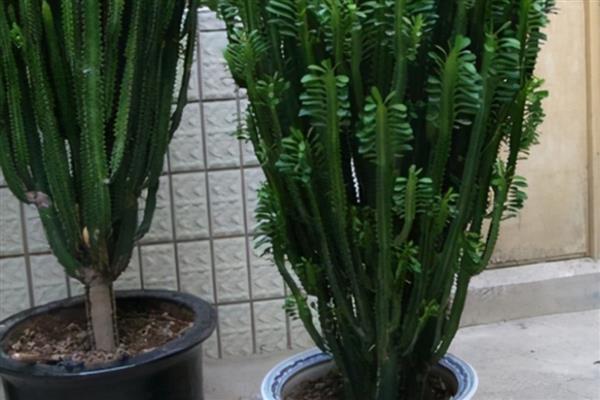 龙骨花怎么养殖，春秋季节每隔3-4天浇一次水