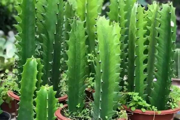龙骨花怎么养殖，春秋季节每隔3-4天浇一次水