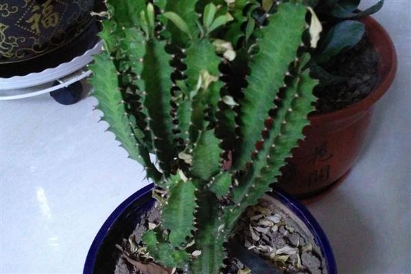 龙骨花怎么养殖，春秋季节每隔3-4天浇一次水
