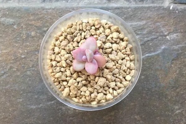 彩虹糖多肉的养殖方法,每隔4-7天浇一次水