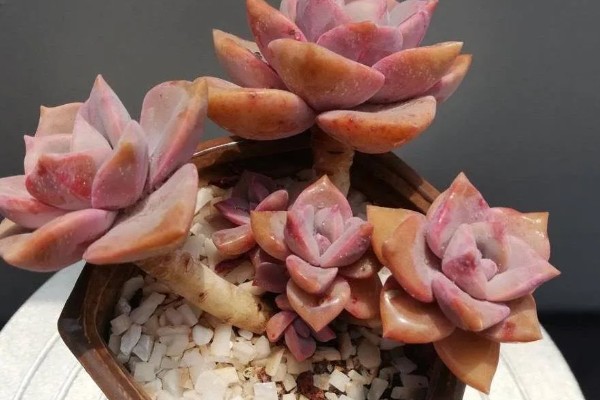 彩虹糖多肉的养殖方法,每隔4-7天浇一次水