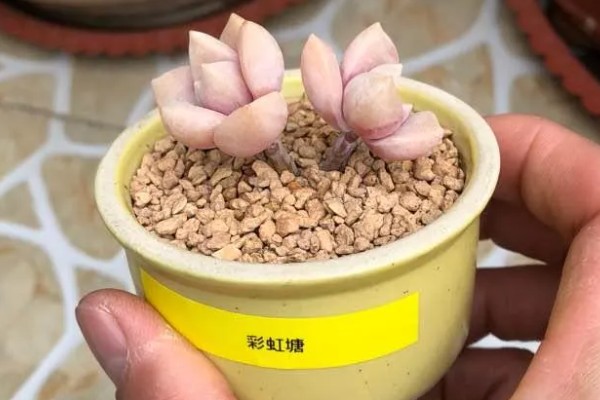 彩虹糖多肉的养殖方法,每隔4-7天浇一次水