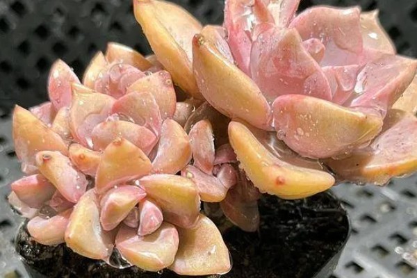 彩虹糖多肉的养殖方法,每隔4-7天浇一次水