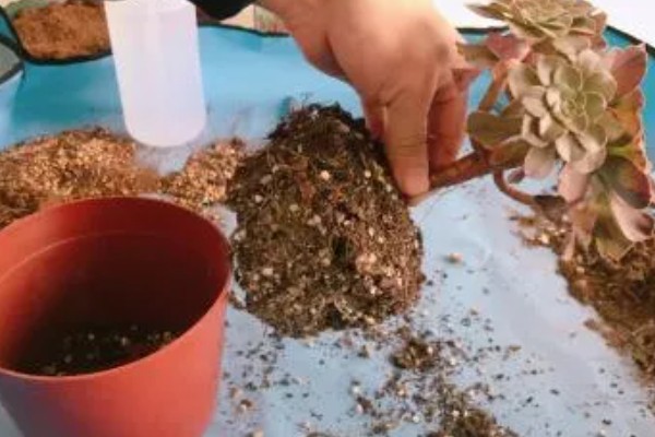 彩虹糖多肉的养殖方法,每隔4-7天浇一次水
