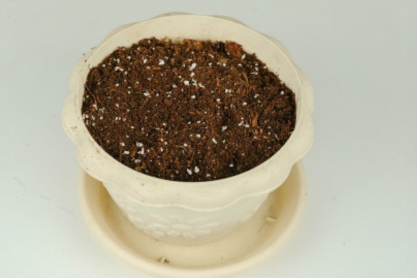 彩虹糖多肉的养殖方法,每隔4-7天浇一次水