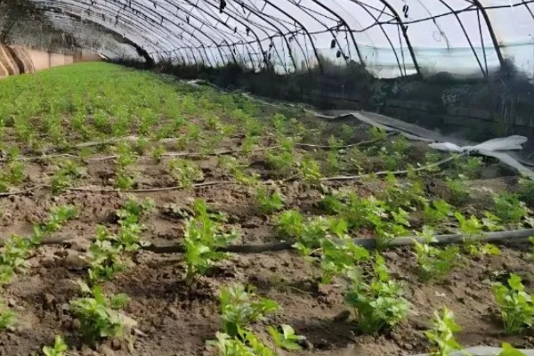 打什么药能让芹菜变粗壮,三十烷醇、天然芸苔素都有效果