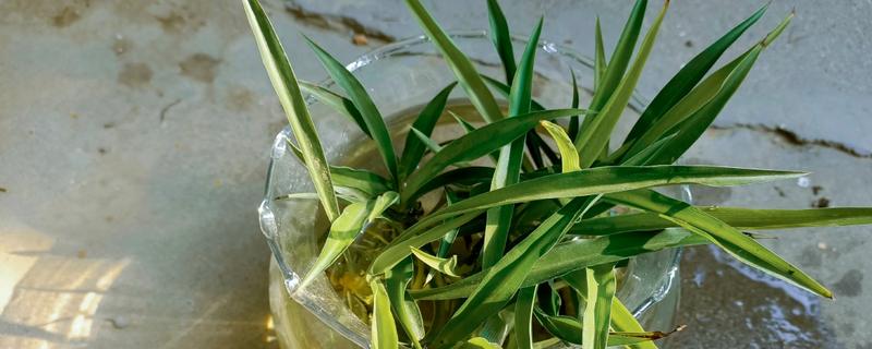 兰花能不能水培，每隔3-4天换一次水