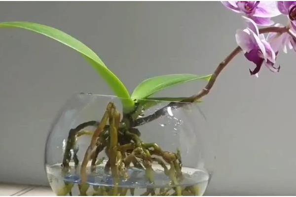 兰花能不能水培,每隔3-4天换一次水