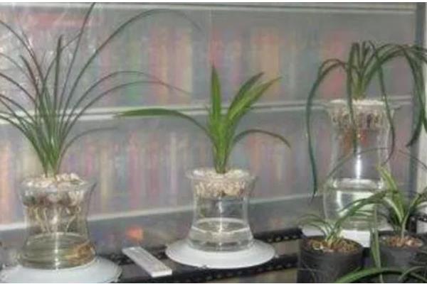 兰花能不能水培,每隔3-4天换一次水