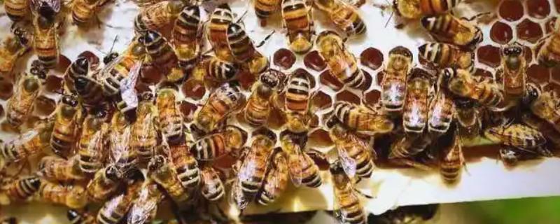 蜜蜂爬蜂病有哪些，常见麻痹病、消化不良、蜂螨等类型