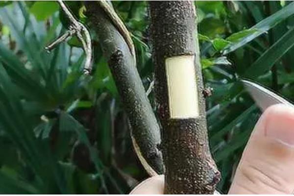 果树冬季管理方法，清园并翻耕土壤可以减少病虫害的基数