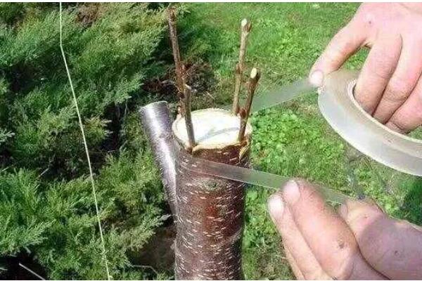 果树冬季管理方法，清园并翻耕土壤可以减少病虫害的基数