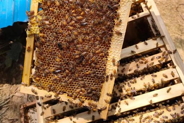 蜜蜂爬蜂病有哪些，常见麻痹病、消化不良、蜂螨等类型
