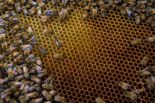蜜蜂爬蜂病有哪些，常见麻痹病、消化不良、蜂螨等类型