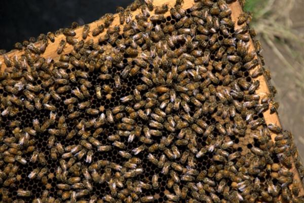 蜜蜂爬蜂病有哪些，常见麻痹病、消化不良、蜂螨等类型