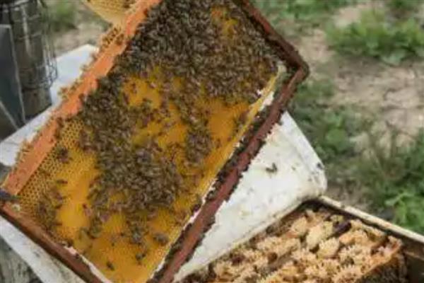 蜜蜂爬蜂病有哪些，常见麻痹病、消化不良、蜂螨等类型