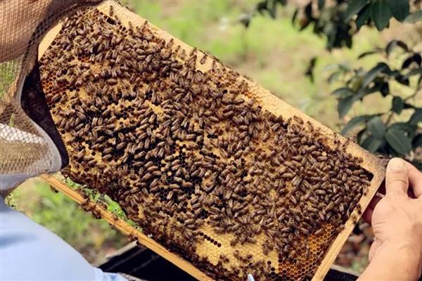 蜜蜂爬蜂病有哪些，常见麻痹病、消化不良、蜂螨等类型
