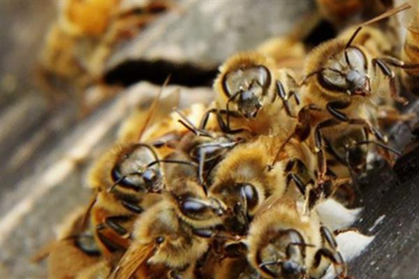 蜜蜂爬蜂病有哪些，常见麻痹病、消化不良、蜂螨等类型