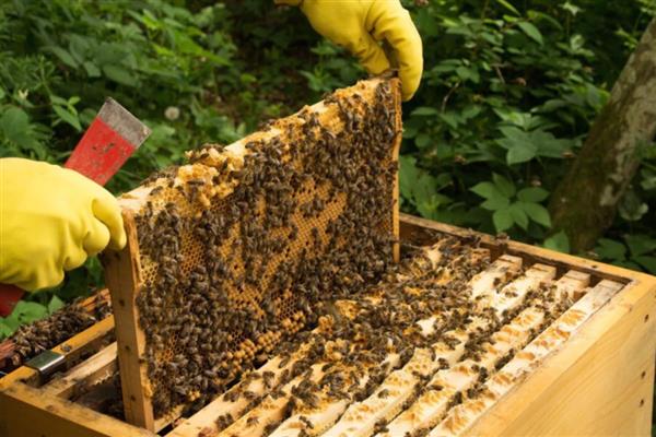 蜜蜂爬蜂病有哪些，常见麻痹病、消化不良、蜂螨等类型