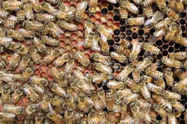 蜜蜂爬蜂病有哪些，常见麻痹病、消化不良、蜂螨等类型