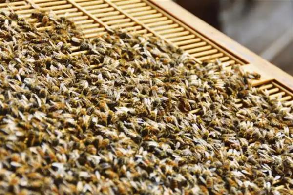 蜜蜂爬蜂病有哪些，常见麻痹病、消化不良、蜂螨等类型