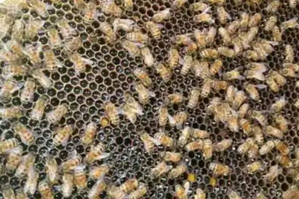 蜜蜂爬蜂病有哪些，常见麻痹病、消化不良、蜂螨等类型