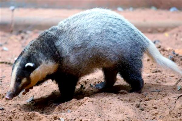 獾有什么种类,分为狗獾、蜜獾、猪獾等品种