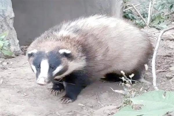獾有什么种类,分为狗獾、蜜獾、猪獾等品种