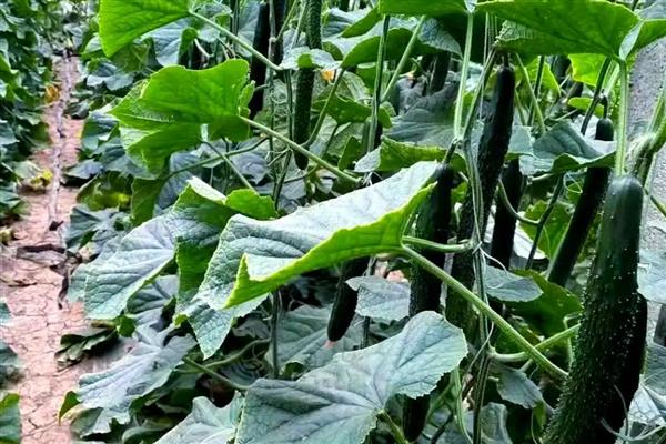 黄瓜弯曲怎么治疗,涂抹植物生调节剂可让它恢复笔直