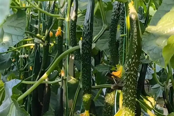 黄瓜弯曲怎么治疗,涂抹植物生调节剂可让它恢复笔直