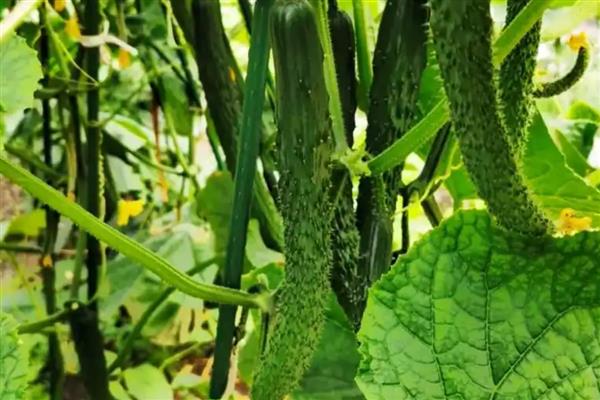 黄瓜弯曲怎么治疗,涂抹植物生调节剂可让它恢复笔直